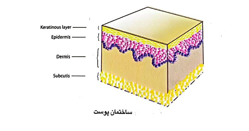 لایه های پوست