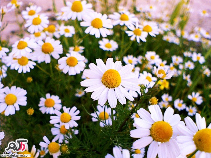 بابونه در فرآورده های آراِیشی بهداشتی